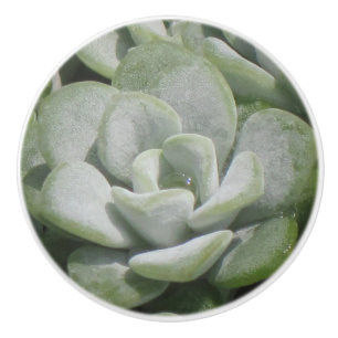 Succulent Ceramic Knob