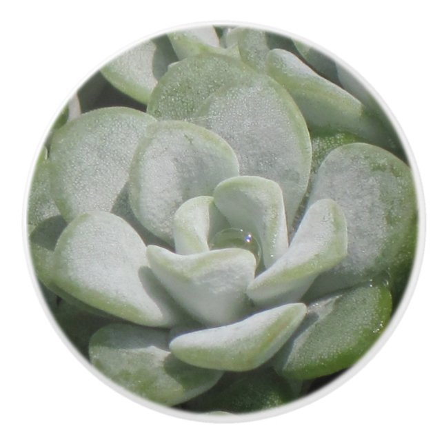 Succulent Ceramic Knob (Front)