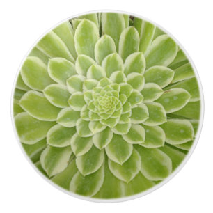 Succulent Ceramic Pull