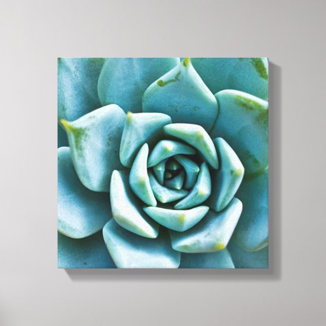 Succulent Closeup Canvas Print (Front)