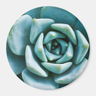Succulent Closeup Magnet