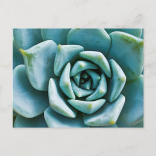 Succulent Closeup Postcard