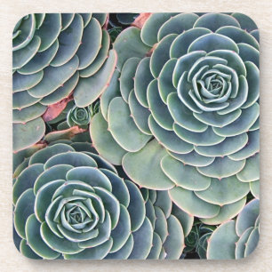 Succulent coasters