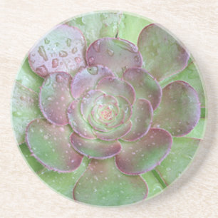 Succulent coasters