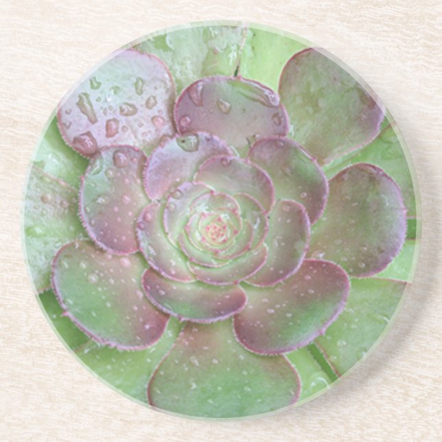 Succulent coasters (Front)