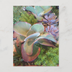 Succulent Container Garden postcard