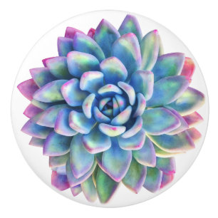 succulent decorative knob