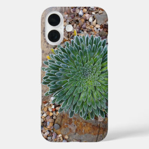Succulent Desert plant iPhone 16 Case