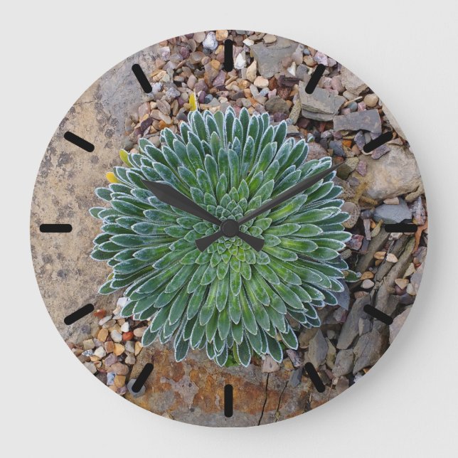 Succulent Desert plant Large Clock (Front)