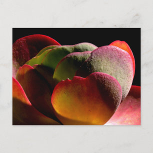 Succulent Desert Plant Postcard