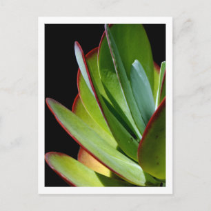 Succulent Desert Plant Postcard