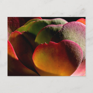 Succulent Desert Plant  Postcard