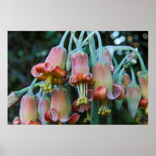 Succulent Echeveria blossoms Poster