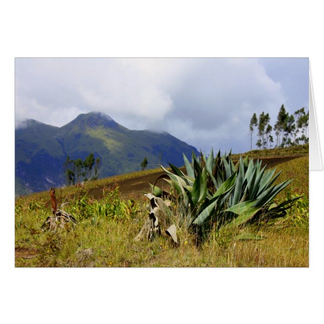 Succulent Ecuador (Front Horizontal)