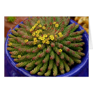 Succulent euphorbia card by Debra Lee Baldwin