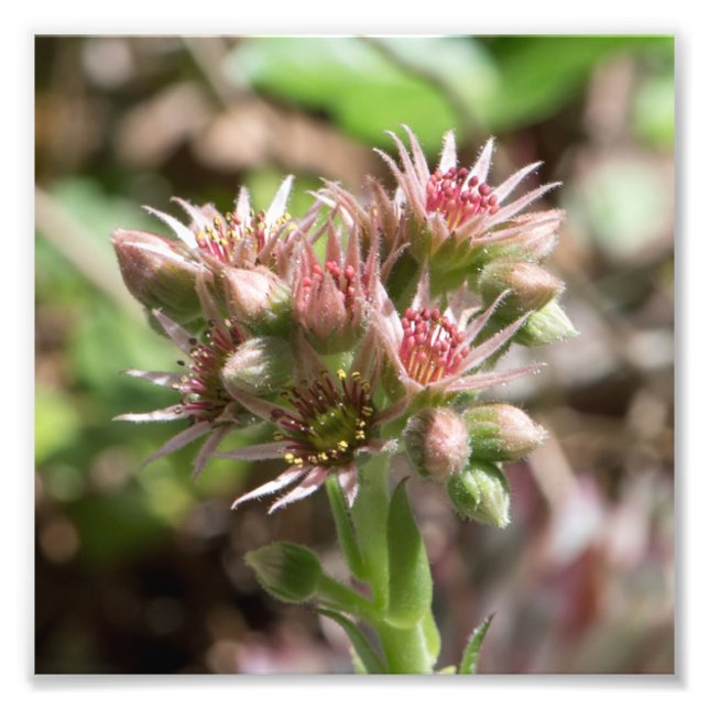 Succulent Flower Photo Print (Front)