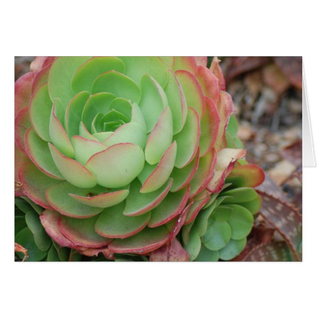 Succulent Garden (Blank) (Front Horizontal)