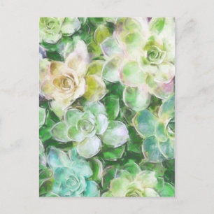 Succulent Garden by Cindy Bendel Postcard