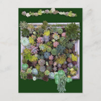 Succulent garden design