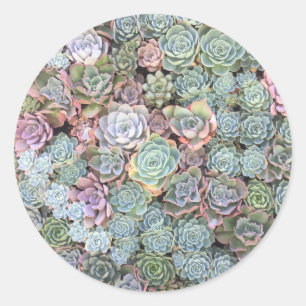 Succulent Garden Stickers