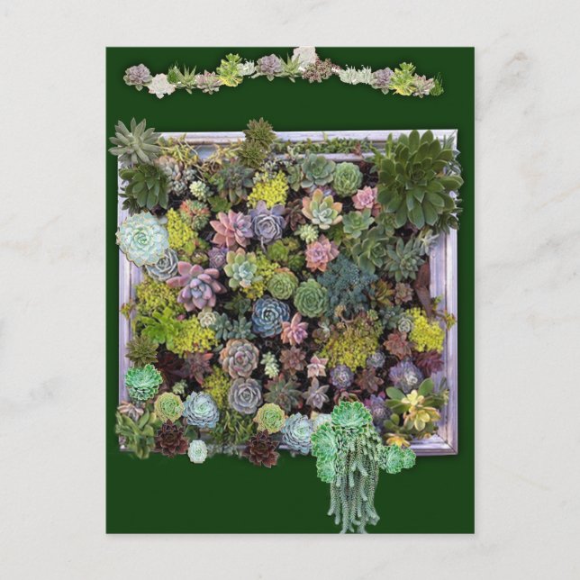 Succulent Garden Wall Display Postcard (Front)