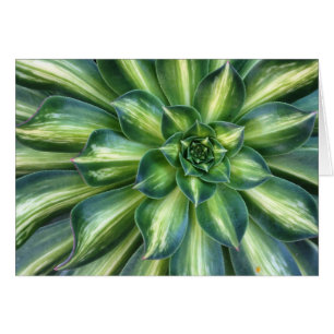 Succulent greeting card