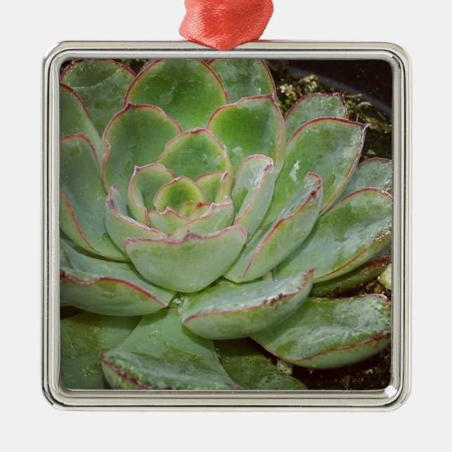 Succulent, Hen and Chicks Metal Ornament (Front)