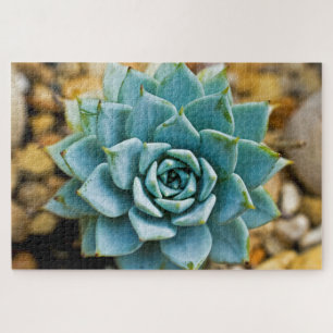 Succulent Jigsaw Puzzle