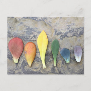 Succulent Leaf Rainbow Postcard