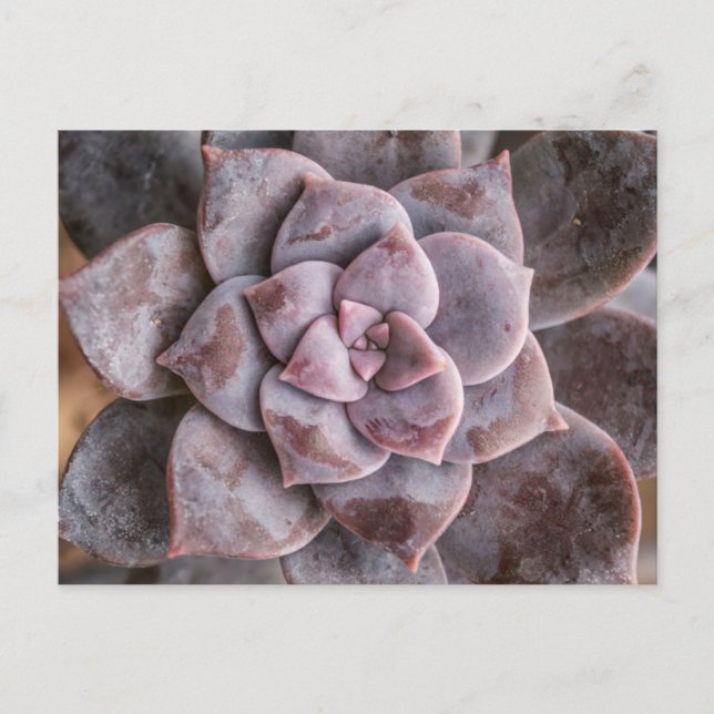 Succulent Love Postcard (Front)