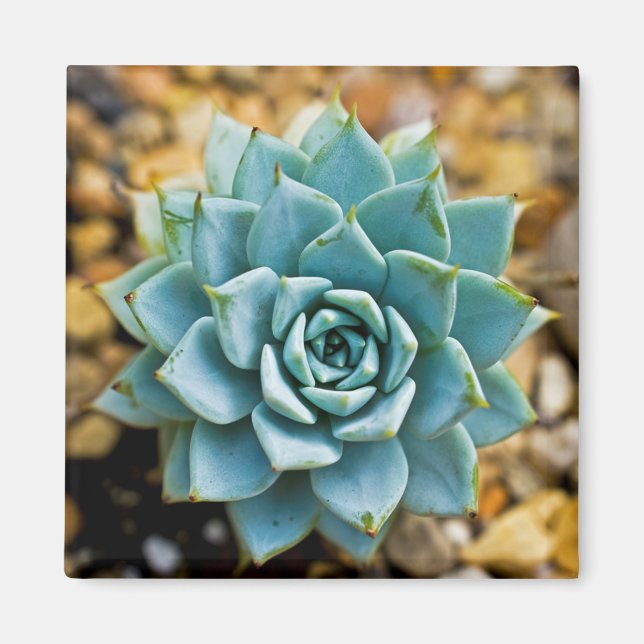 Succulent Magnet (Front)