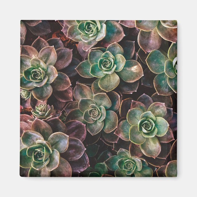 Succulent Magnet (Front)