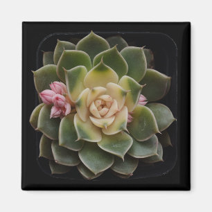 Succulent Magnet