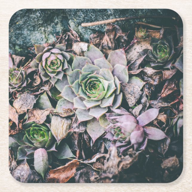Succulent Paper Coasters (Front)