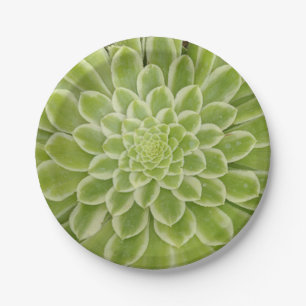 Succulent paper plates