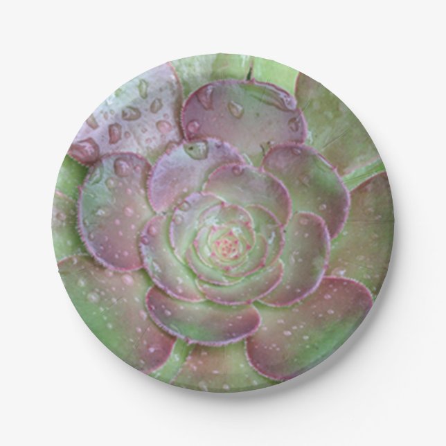 Succulent Paper Plates (Front)