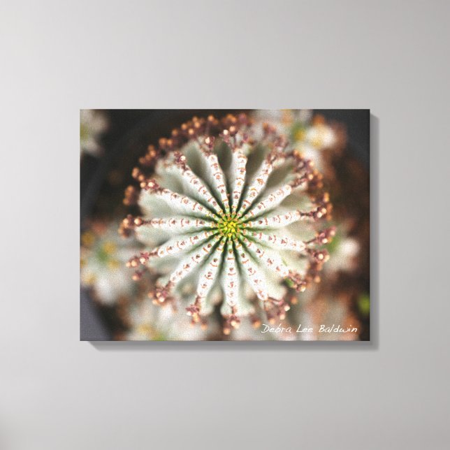 Succulent Photo by Debra Lee Baldwin Canvas Print (Front)
