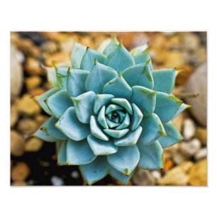 Succulent Photo Print