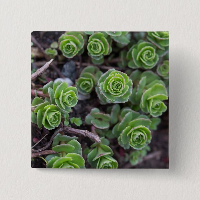 Succulent Photography 2 Inch Square Button (Front)