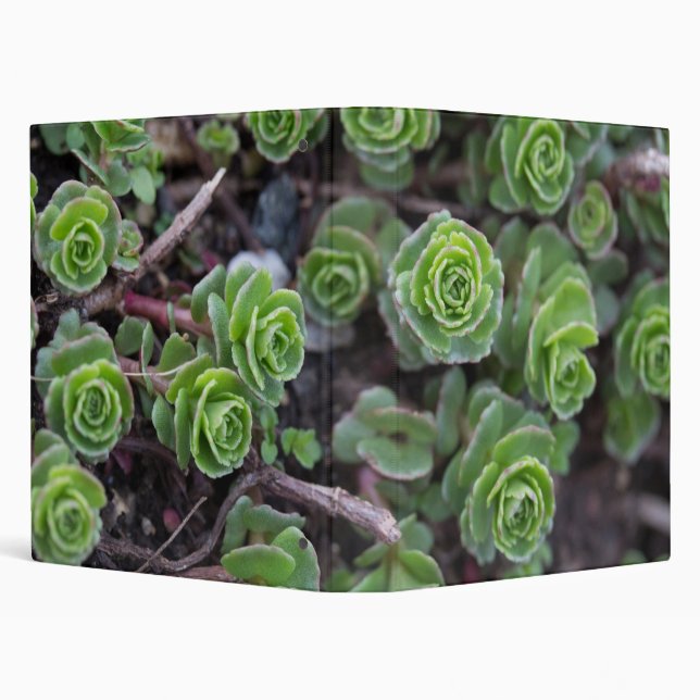 Succulent Photography Binder (Background)
