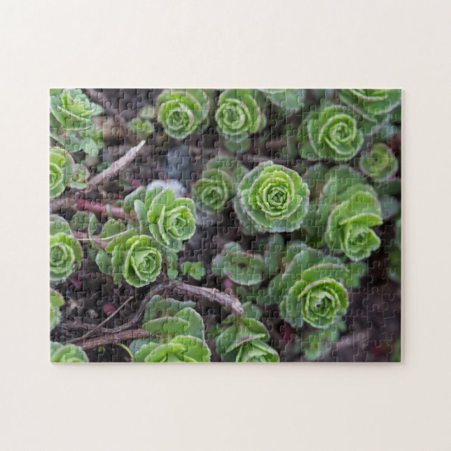 Succulent Photography Jigsaw Puzzle (Horizontal)