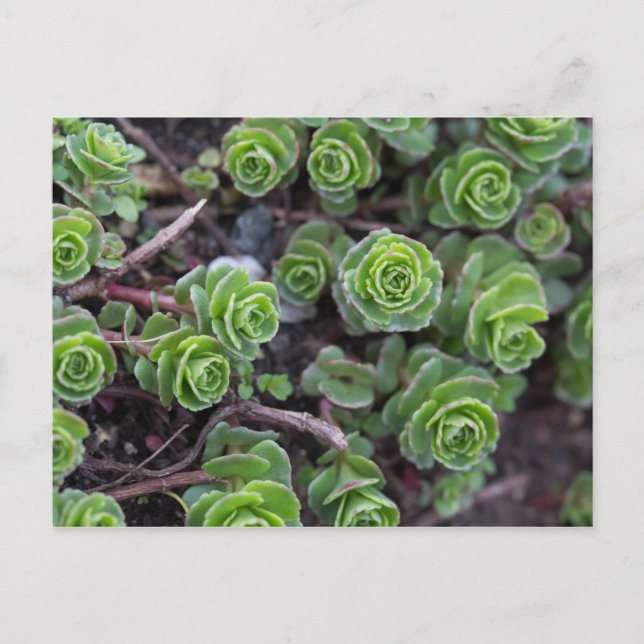 Succulent Photography Postcard (Front)