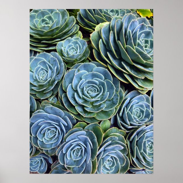 Succulent Photography Succulent Day Cactus Stock Poster (Front)