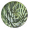Succulent plant dinner plate: Aloe polyphylla