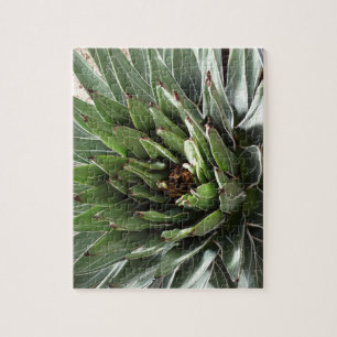 Succulent Plant Photography  Jigsaw Puzzle