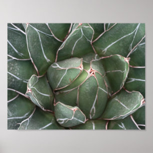 Succulent Plant Value Poster Paper (Matte)