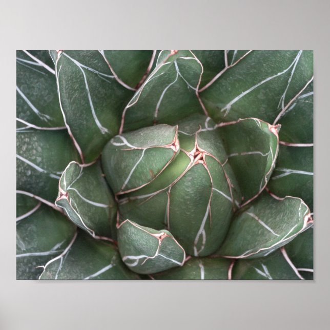 Succulent Plant Value Poster Paper (Matte) (Front)