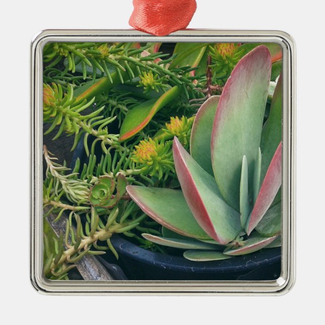Succulent Plants Metal Ornament (Front)