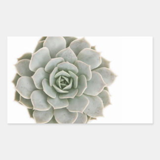 Succulent Postage Stamp Sticker