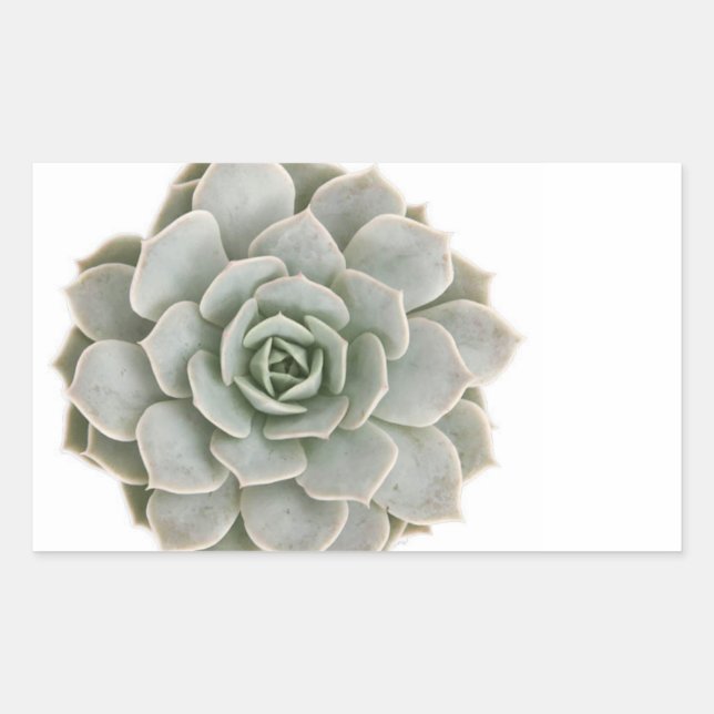 Succulent Postage Stamp Sticker (Front)